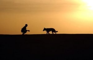 Read more about the article Zoophilia: Stray Dog Bites Off British Tourist’s Penis in Morocco